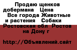 Продаю щенков добермана › Цена ­ 45 000 - Все города Животные и растения » Собаки   . Ростовская обл.,Ростов-на-Дону г.